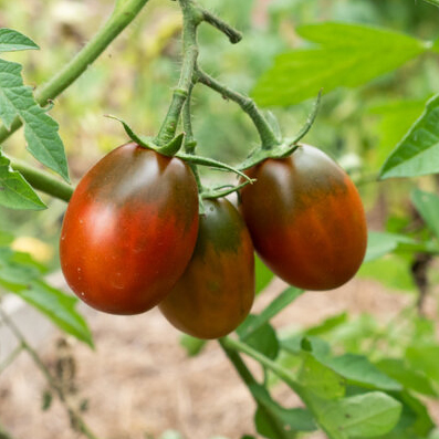 Tomato Black Roma, Томат Чёрный Рим